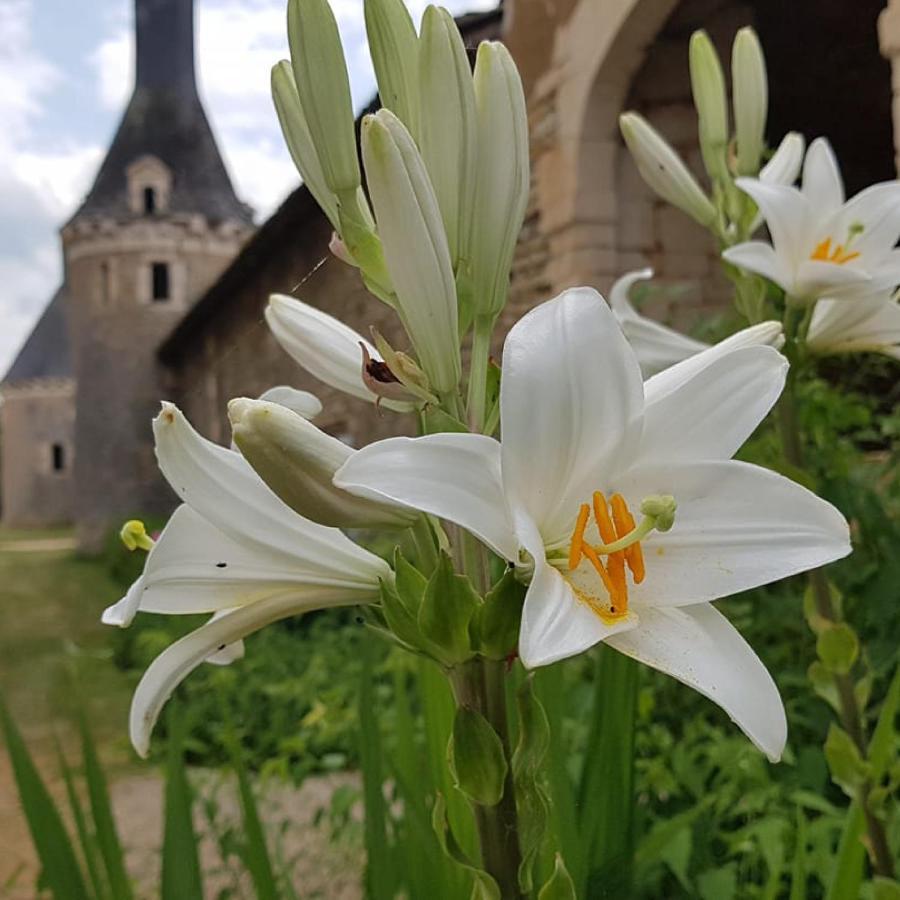 Le Logis De La Pataudiere Champigny-sur-Veude Exterior photo